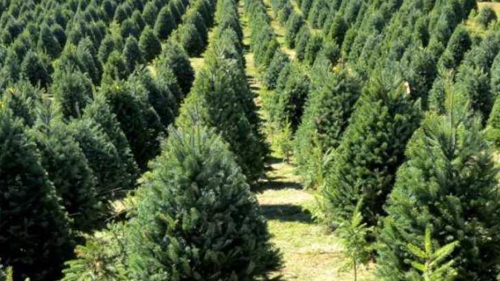 La Profepa evita el ingreso de árboles de Navidad de EU por traer insectos vivos