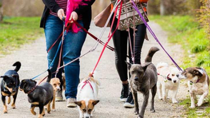 Este domingo se realizará la primera Caminata de Perros