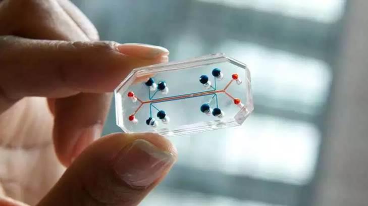Científicos  desarrollan ‘órgano en un chip’ tridimensional