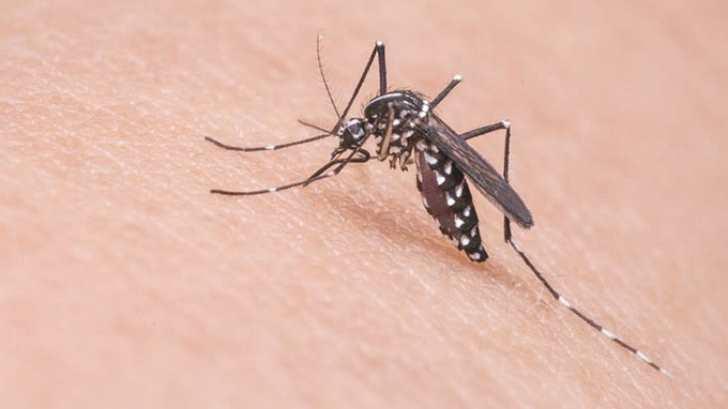 El IMSS Sonora llama a extremar medidas para prevenir el dengue