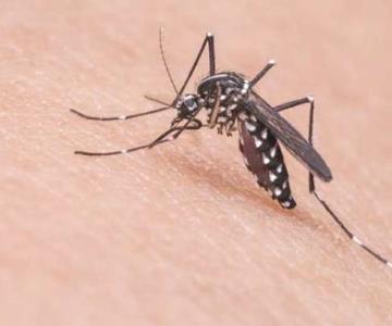 Detectan en Guaymas tres casos sospechosos de dengue