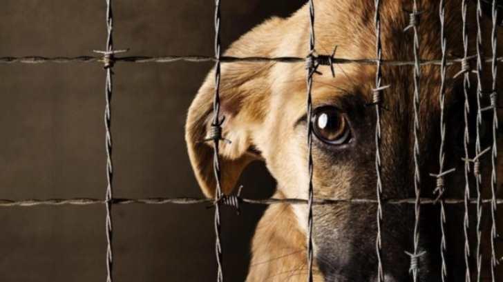 El PRD presenta iniciativa para que el maltrato animal sea delito