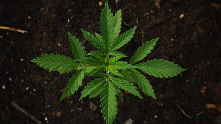 Plantean ‘clubes’ para siembra y consumo legal de la mariguana