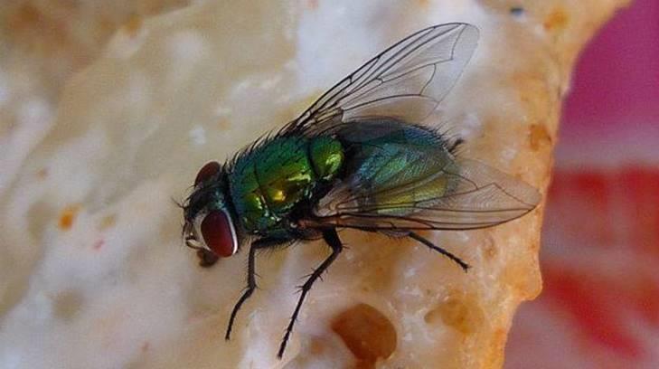 AUDIO | Biólogo insiste en que plaga de moscas se debe a la acumulación de basura