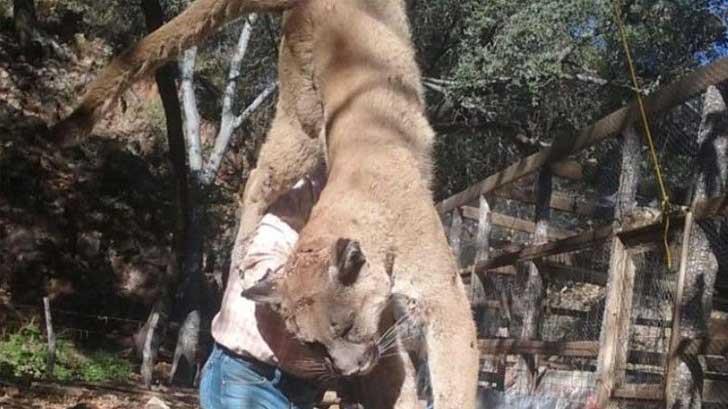 AUDIO | Pata de Perro dará seguimiento a caso de puma asesinado en Nacozari