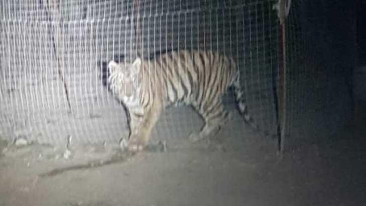 AUDIO | Tigres agresores presentan buena salud, pendiente aspecto legal
