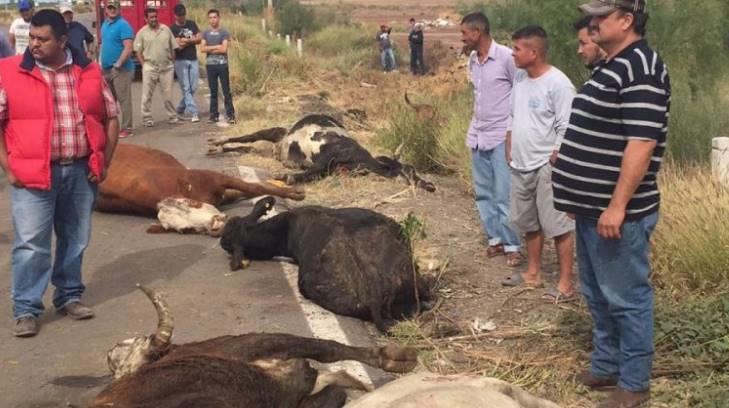 Vuelca tráiler cargado con vacas y pobladores de Sinaloa se roban 35