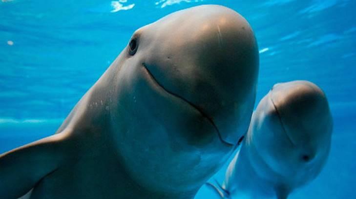 México reconoce labor de Leonardo DiCaprio en favor de la vaquita marina