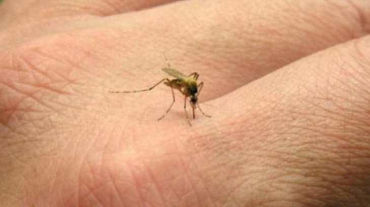AUDIO | Aumentan los casos de zika en la región Guaymas-Empalme