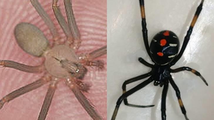 El IMSS alerta de la presencia en el país de las arañas violinista y viuda negra