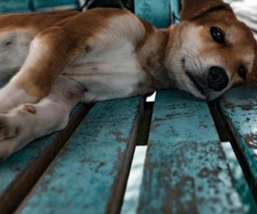CACF de Hermosillo esteriliza a 280 mascotas a la semana
