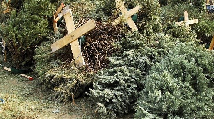 Reciben más 250 árboles navideños en centros de acopio