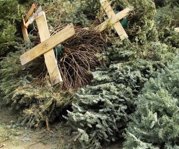 Reciben más 250 árboles navideños en centros de acopio