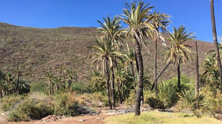 Cabildo de Guaymas negó extender plazo para crear jardín botánico en El Tular
