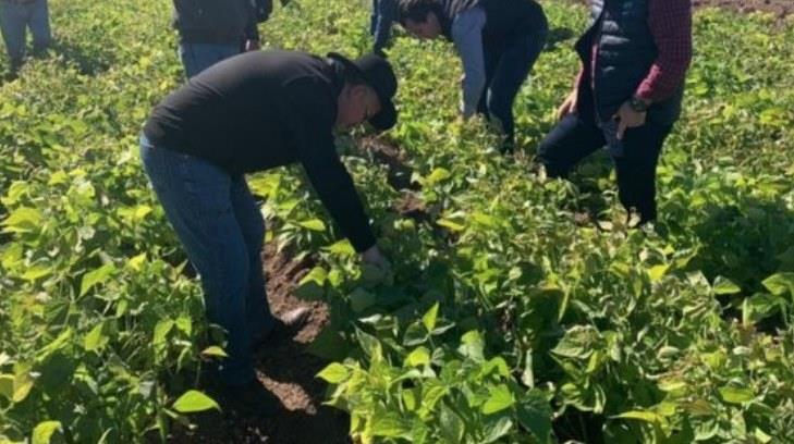 Más de 11 mil hectáreas de cultivo afectadas por las bajas temperaturas en la región del Mayo