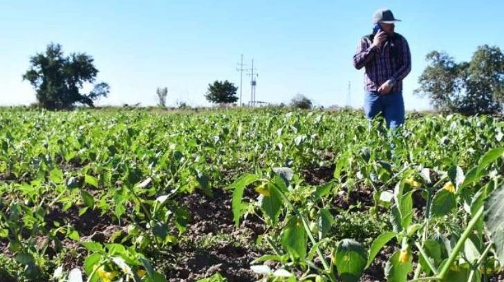 Onda gélida causa daños parciales y totales en cultivos de Sinaloa