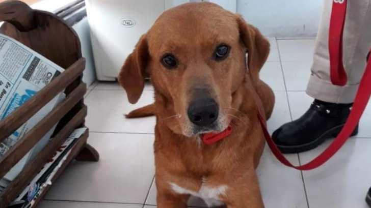 Familia en Argentina devuelve a perro adoptado por robar comida de la mesa
