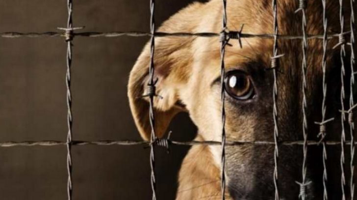 AUDIO | Logran 3 condenas por maltrato animal en 2018: Pata de Perro
