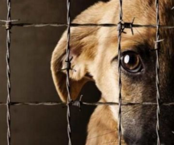 Por animalitos enfermos ponen en cuarentena el refugio Milagro Canino de Navojoa