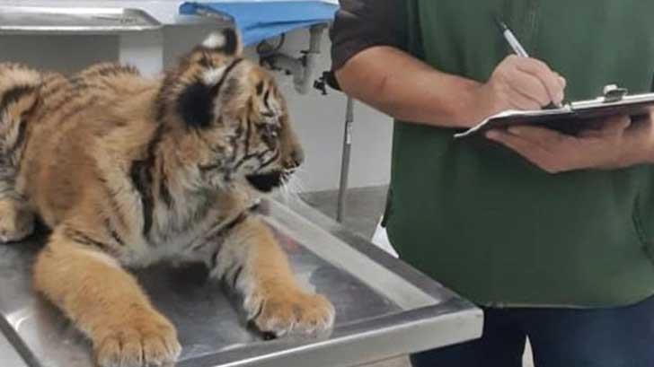 Aseguran tigre de bengala en una casa de Nuevo León