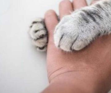 Adopciones Aragón lleva 5 años rescatando felinos y promoviendo la adopción responsable