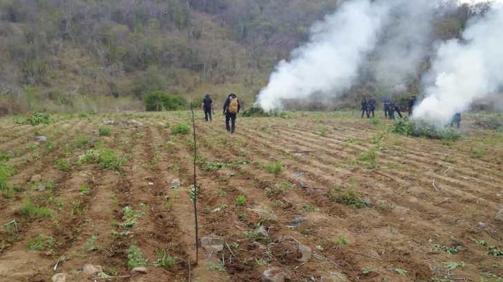 Policía Federal destruye 78 toneladas de aparente marihuana en Álamos