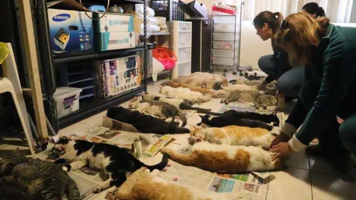 GALERÍA | COAT realiza campaña de esterilización felina