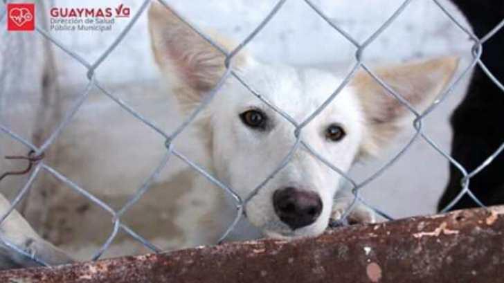 AUDIO | Salud Municipal de Guaymas promueve la adopción de perros