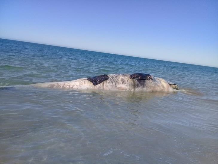 Autoridades aún analizan qué hacer con la ballena varada en Las Bocas, Huatabampo