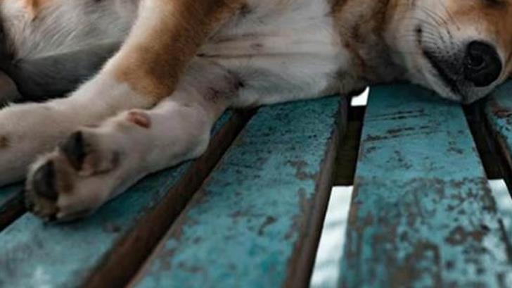 AUDIO | Atención Canina recoge en promedio 6 perros muertos a la semana