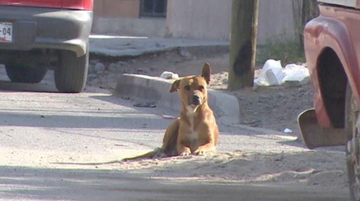 Deambulan en calles de Hermosillo alrededor de 28 mil perros sin dueño