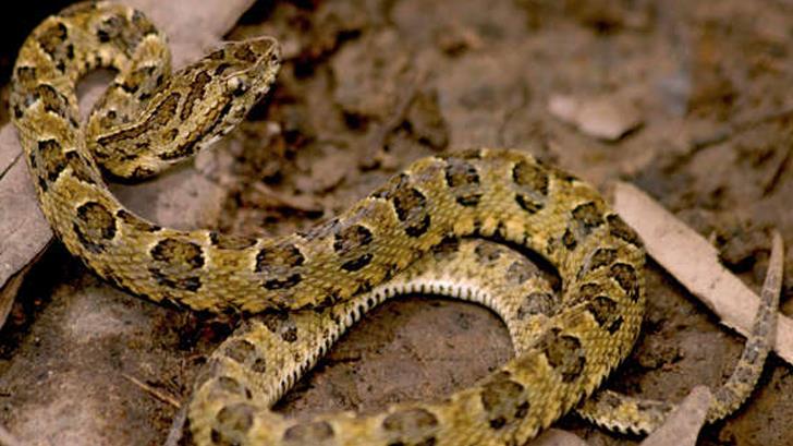 Descubren una nueva especie de serpiente venenosa en Perú