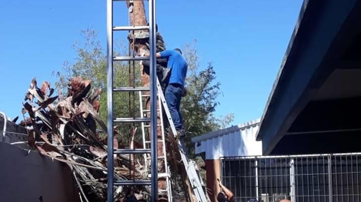 AUDIO | Rescatan en Guaymas a joven que quedó colgando de una palmera que podaba