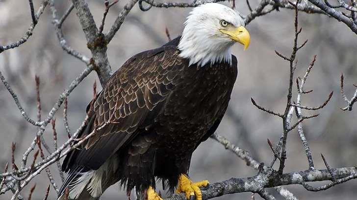 Confirman la presencia de águila calva en Sahuaripa y Soyopa