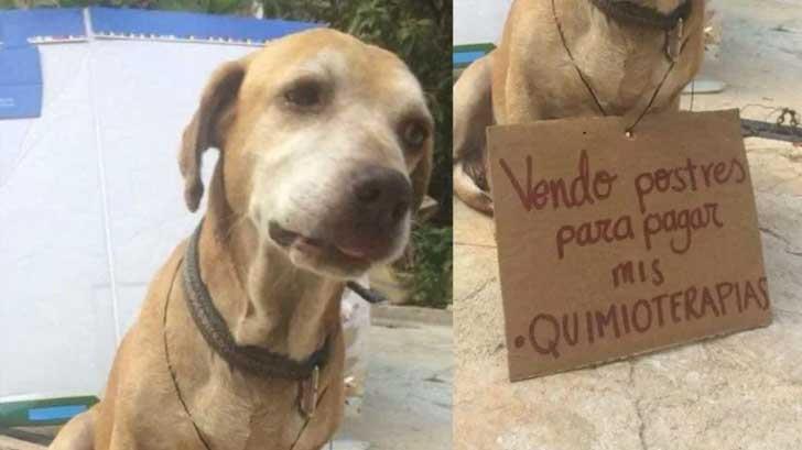 Conoce la historia de Deko, el perro que enternece al Internet