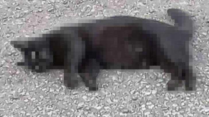 Fijan fianza de 5 mil pesos a asesino de gata panterita