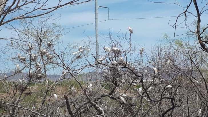 Hay alrededor de 237 garzas ganaderas en el canal del Álamo del bulevar Quiroga