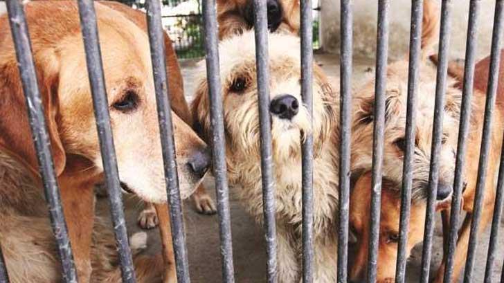 El PRI va por 12 años de prisión a quien maltrate animales