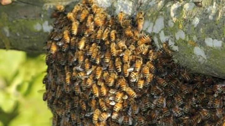 Estudiantes de secundaria sufren ataque de un enjambre de abejas en la colonia Pueblitos