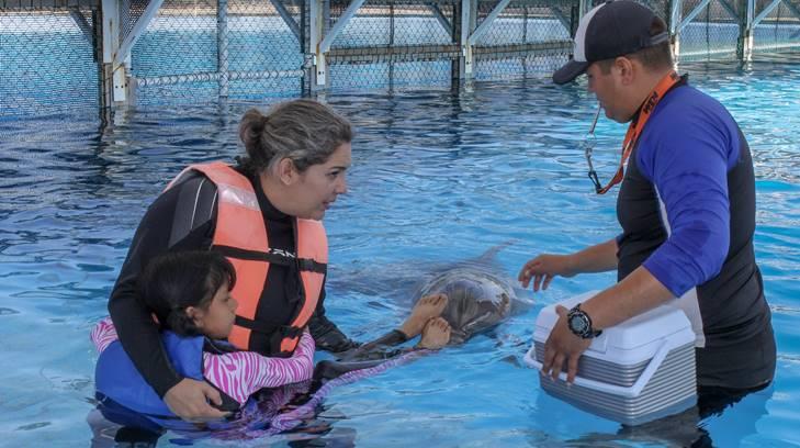 Volverán las delfinoterapias tras dos años de ser suspendidas