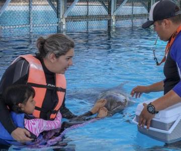 Volverán las delfinoterapias tras dos años de ser suspendidas