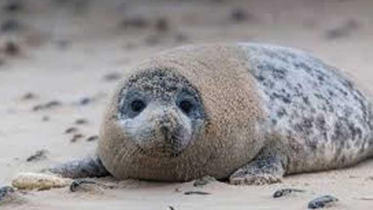 Encuentran cría de foca en playa de Tapachula, Chiapas