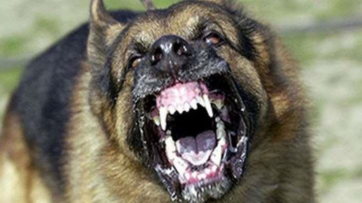 AUDIO | Continúa el operativo para capturar a la manada de perros salvajes en Miguel Alemán: Zepeda Arredondo