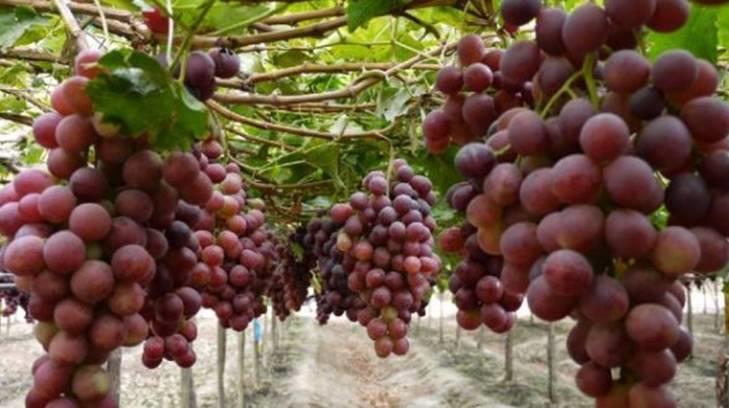 Maquila y uva podrían emplear a los ‘paisanos’