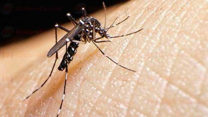 Según estudio, dengue podría dar inmunidad contra Covid