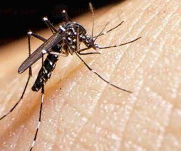 Reportan brote de dengue agresivo al sur de Sonora