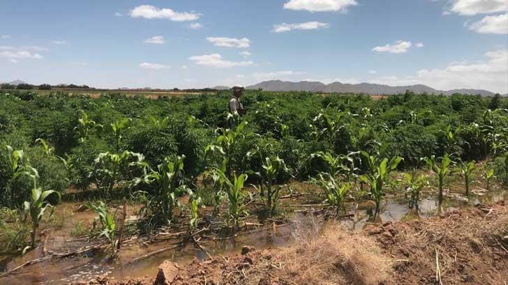 AUDIO | Sedena destruye plantíos de mariguana y pistas clandestinas en Nogales