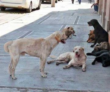 Colectivos organizan Foro para el Bienestar de Caninos y Felinos en Sonora 2022