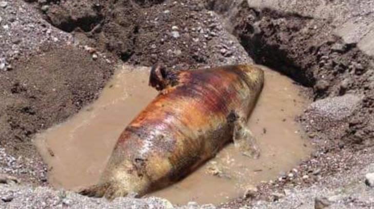 Muerte de lobo marino no fue por derrame de ácido sulfúrico en Guaymas: Profepa
