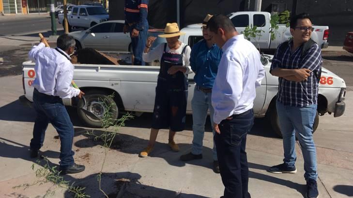 AUDIO | Plantan 8 mezquites en un área entre Rosales y Pino Suárez a petición de un ciudadano